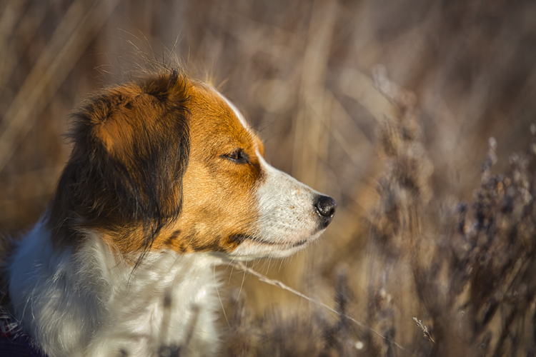 Kooikerhondje aus Langenhorn