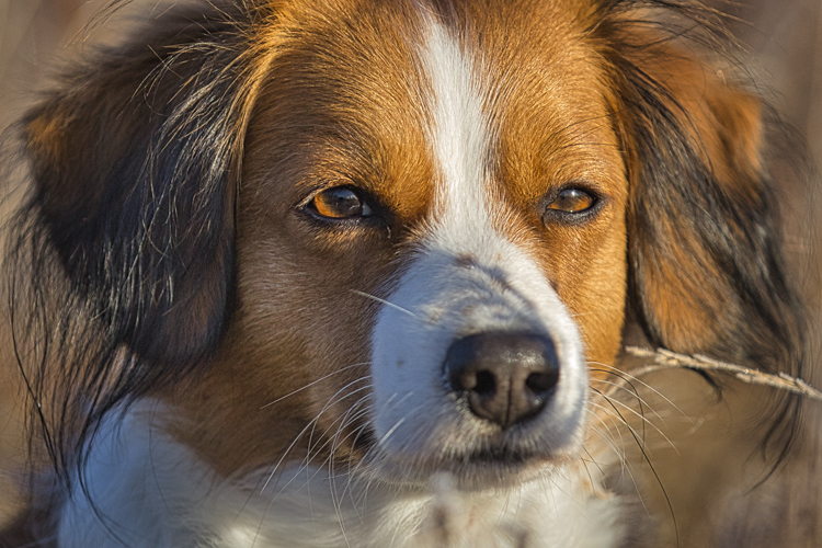 Kooikerhondje aus Langenhorn