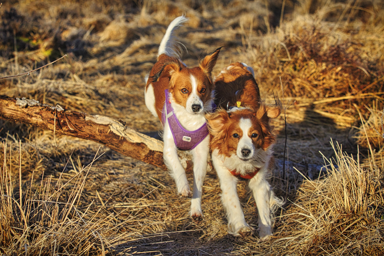 Kooikerhondje aus Langenhorn