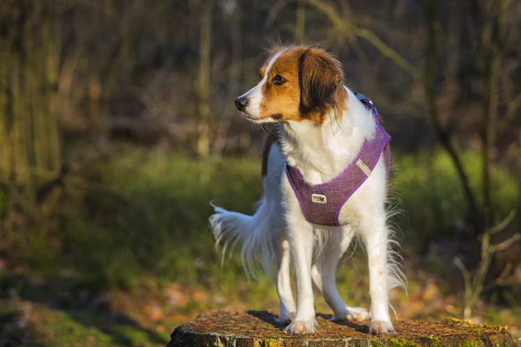 Kooikerhondje aus Langenhorn