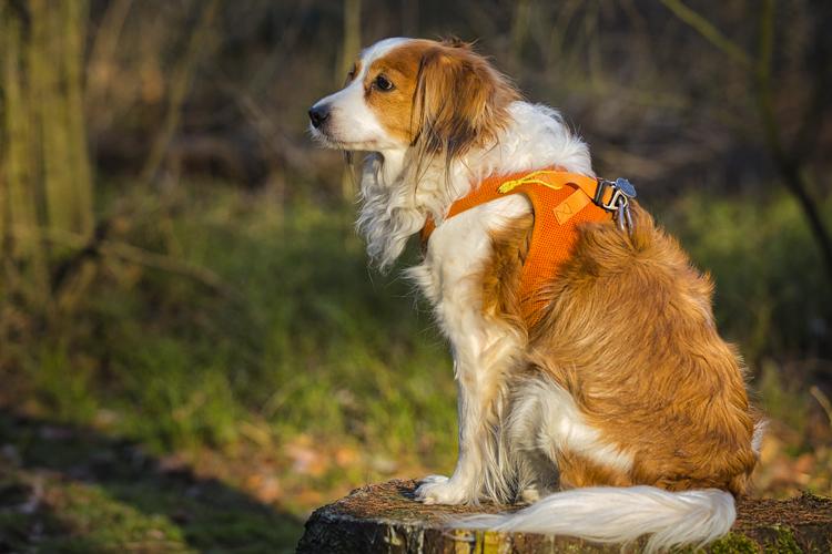 Kooikerhondje aus Langenhorn