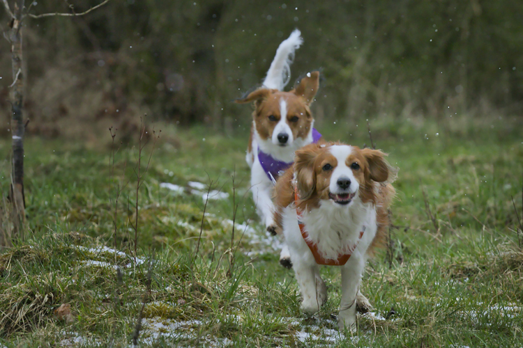 Kooikerhondje aus Langenhorn