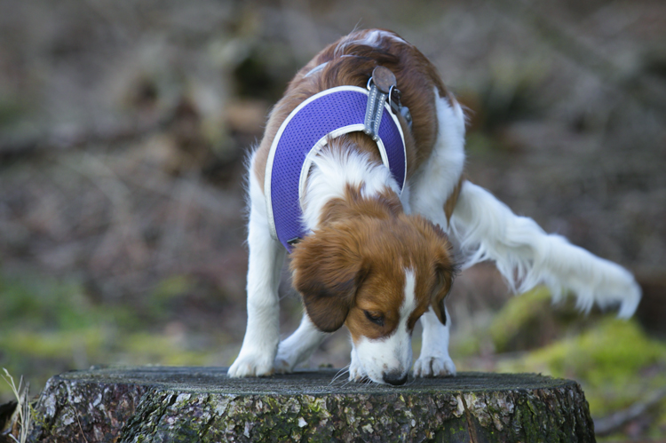 Kooikerhondje aus Langenhorn