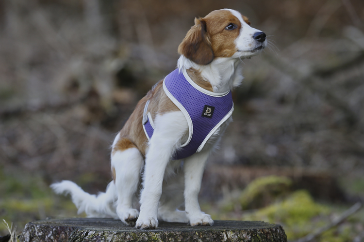 Kooikerhondje aus Langenhorn