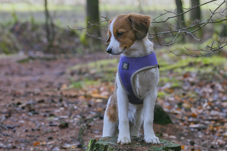 Kooikerhondje aus Langenhorn