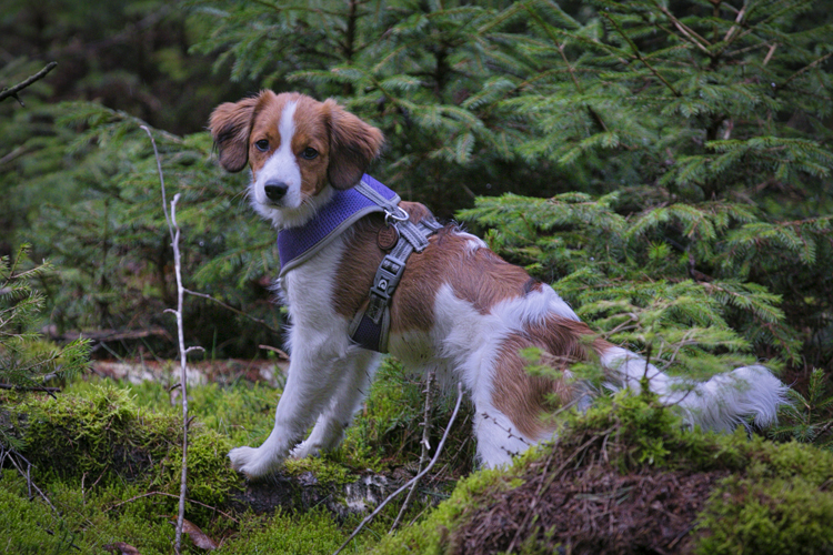 Kooikerhondje aus Langenhorn