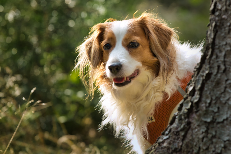 Kooikerhondje-aus-Langenhorn