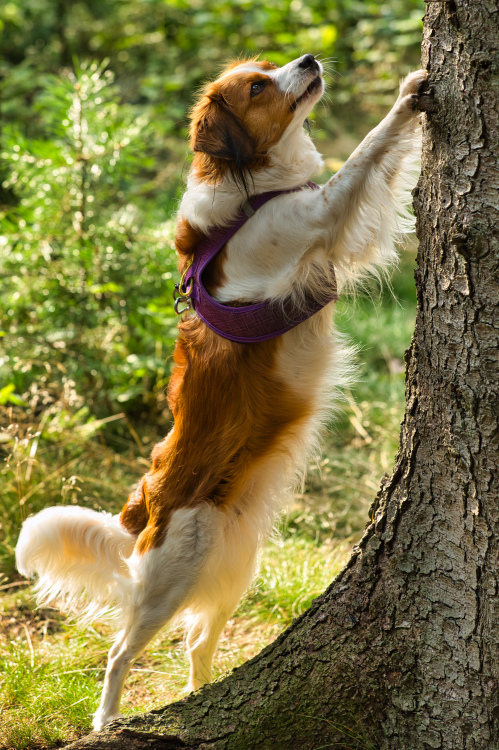 Kooikerhondje-aus-Langenhorn