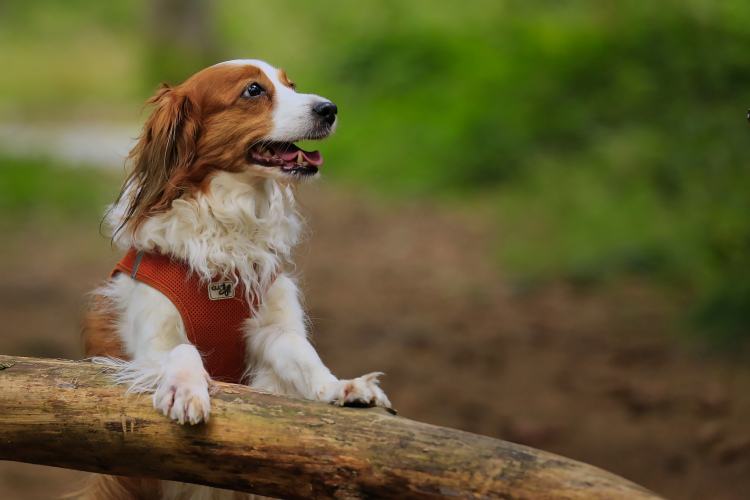 Kooikerhondje-aus-Langenhorn