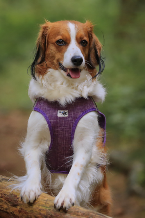 Kooikerhondje-aus-Langenhorn