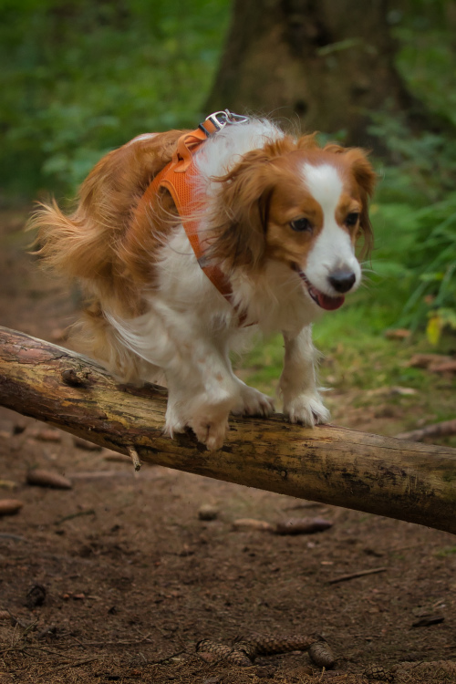 Kooikerhondje-aus-Langenhorn