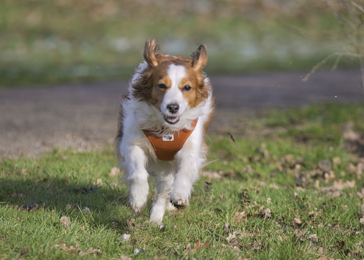 Kooikerhondje aus Langenhorn