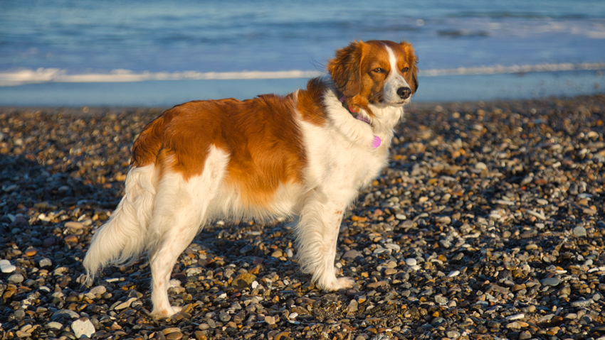 Urlaub mit Hund in Dänemark