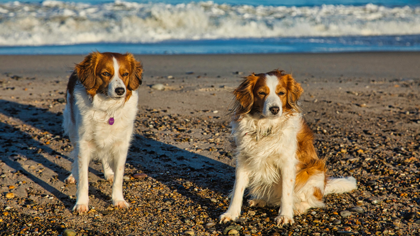 Urlaub mit Hund in Dänemark