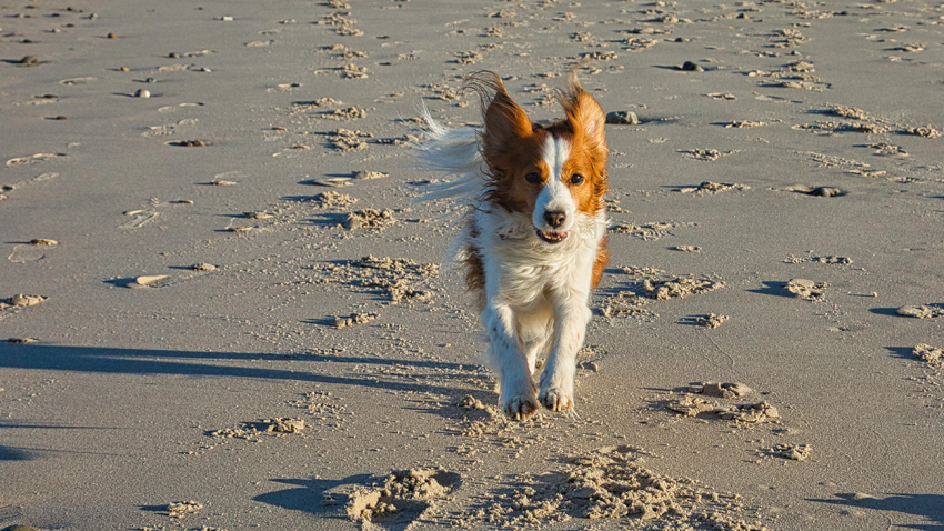 Urlaub mit Hund in Dänemark