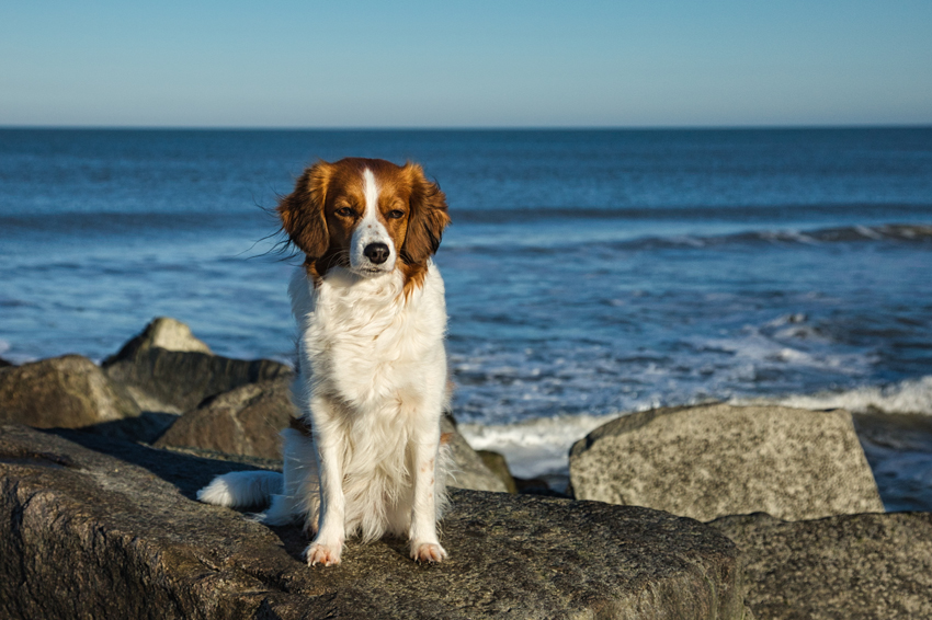 Urlaub mit Hund in Dänemark