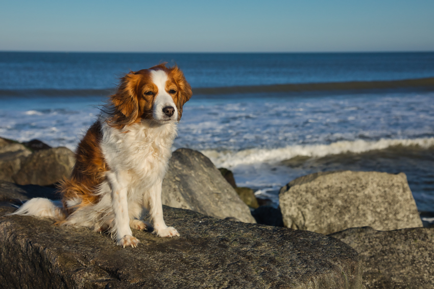 Urlaub mit Hund in Dänemark