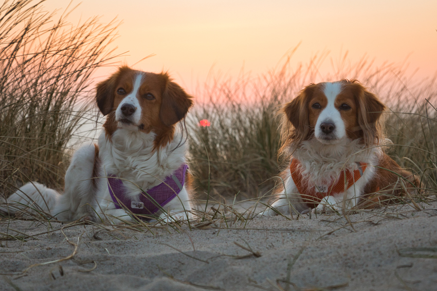 Urlaub mit Hund in Dänemark