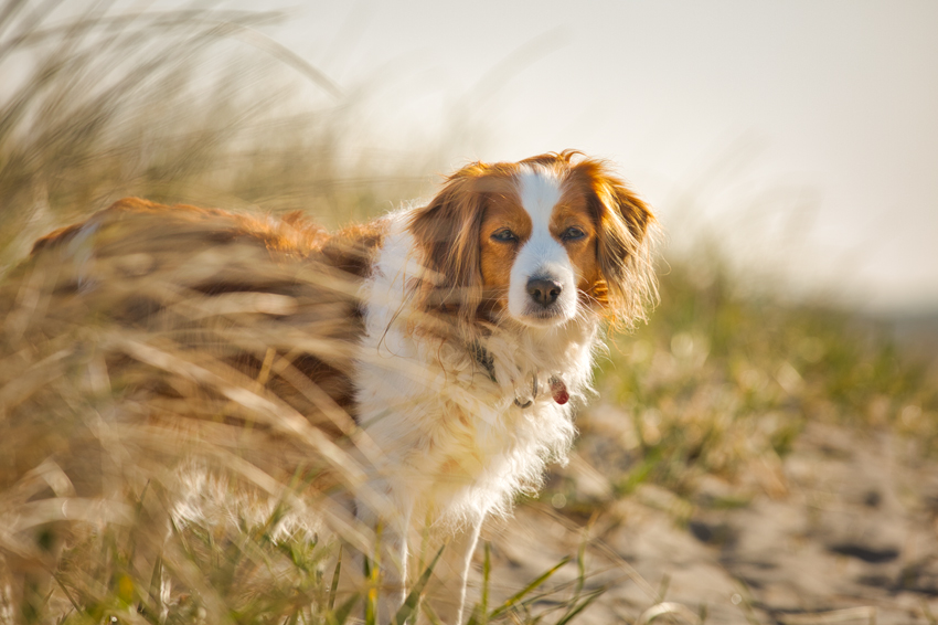 Urlaub mit Hund in Dänemark