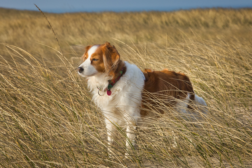 Urlaub mit Hund in Dänemark