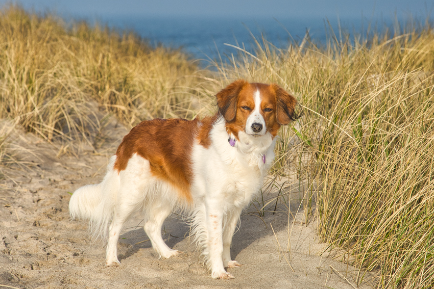 Urlaub mit Hund in Dänemark