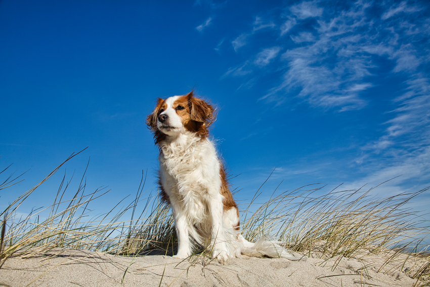 Urlaub mit Hund in Dänemark