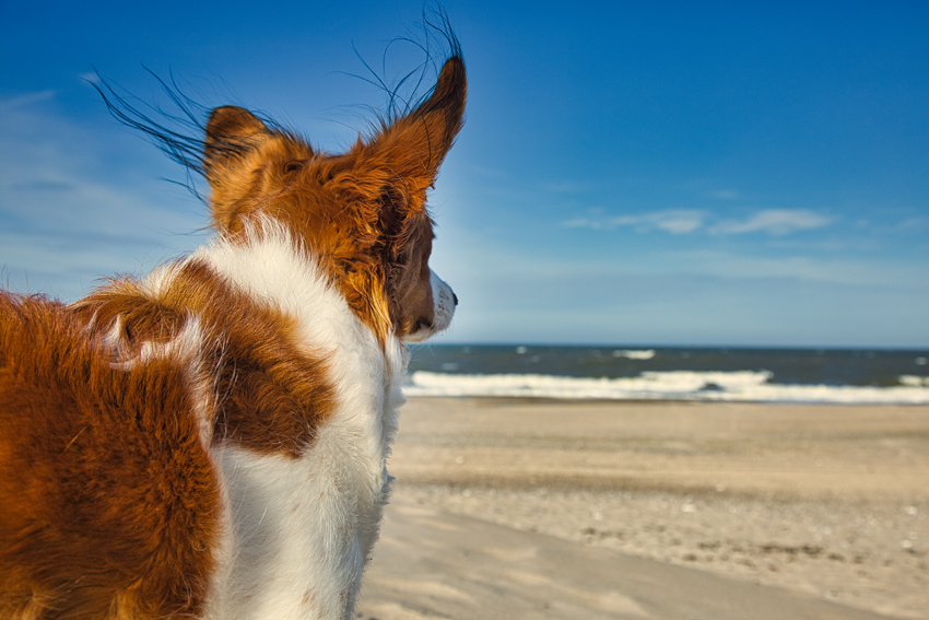 Urlaub mit Hund in Dänemark