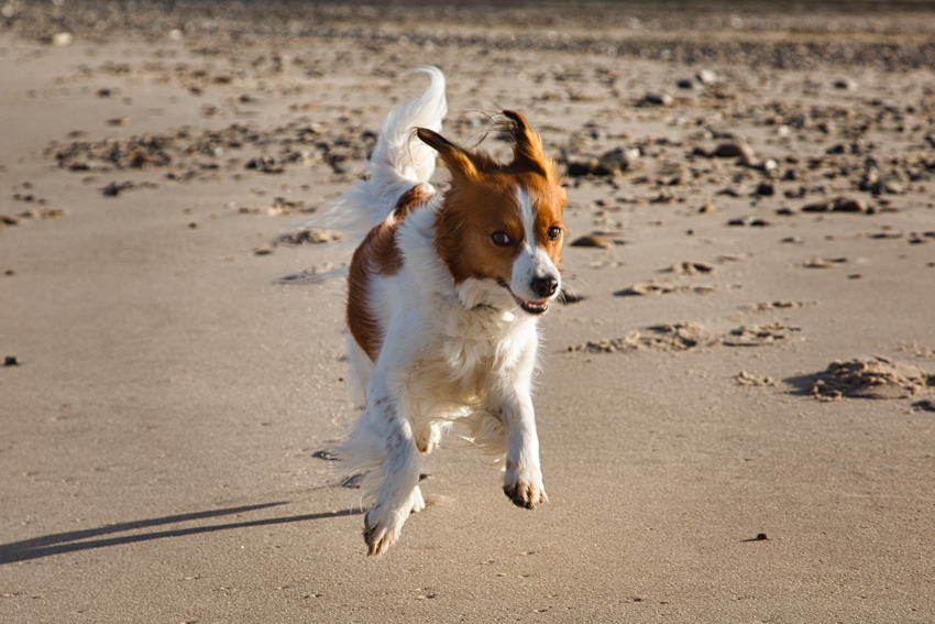 Urlaub mit Hund in Dänemark