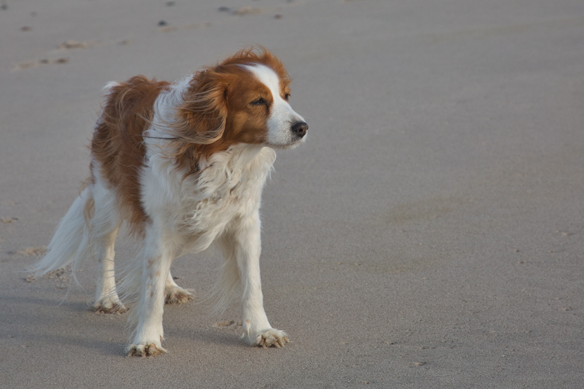 Urlaub mit Hund in Dänemark