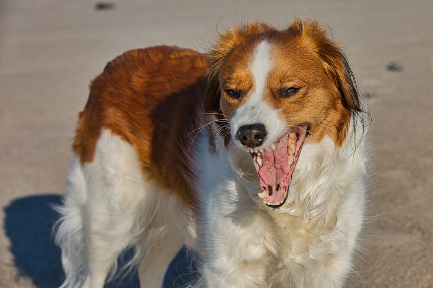 Urlaub mit Hund in Dänemark