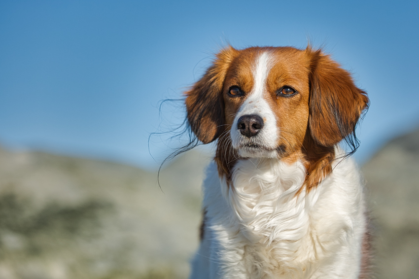 Urlaub mit Hund in Dänemark