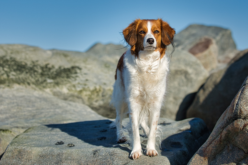 Urlaub mit Hund in Dänemark