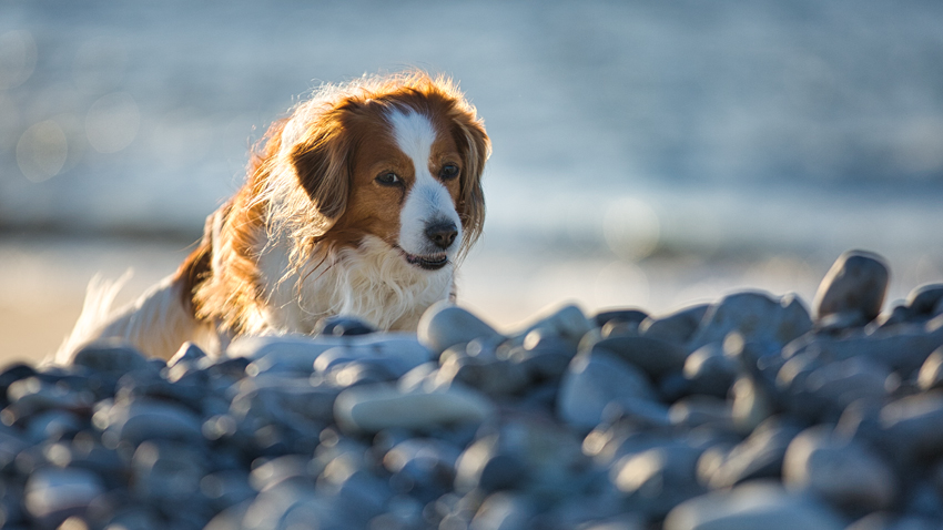 Urlaub mit Hund in Dänemark