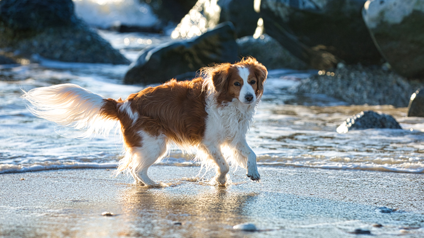 Urlaub mit Hund in Dänemark