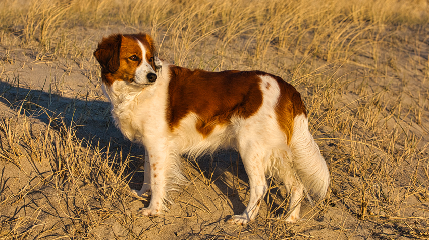 Urlaub mit Hund in Dänemark