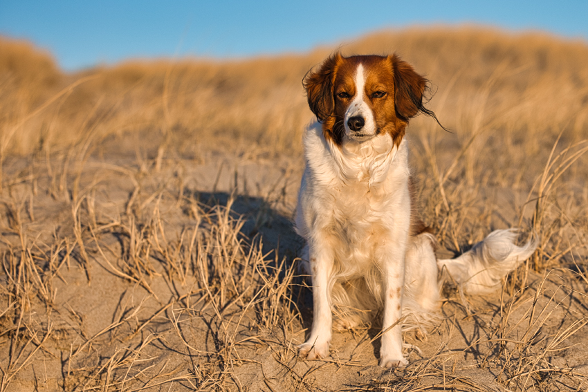 Urlaub mit Hund in Dänemark