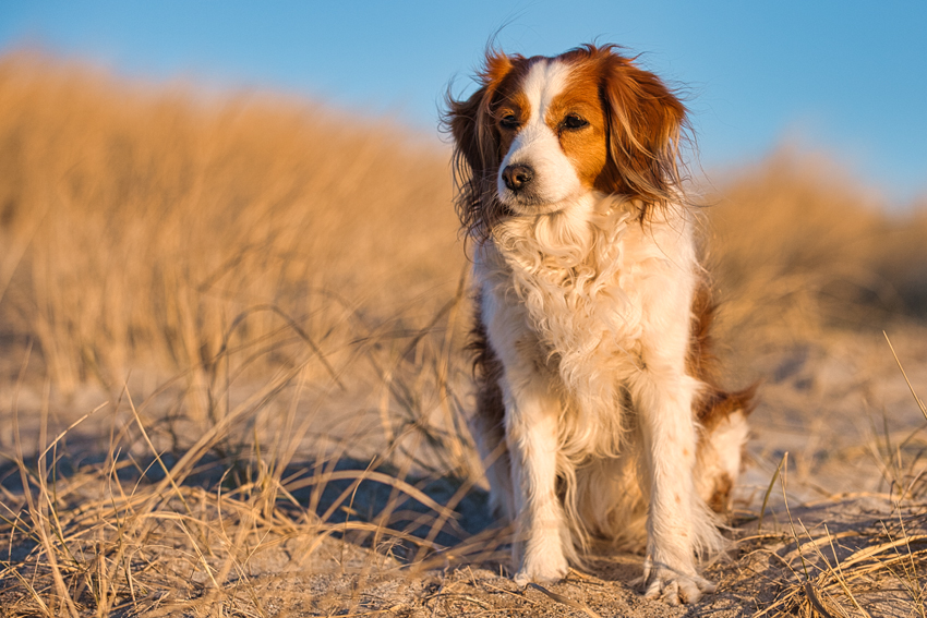 Urlaub mit Hund in Dänemark