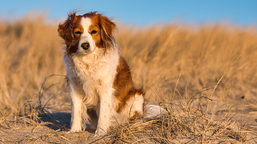 Urlaub mit Hund in Dänemark