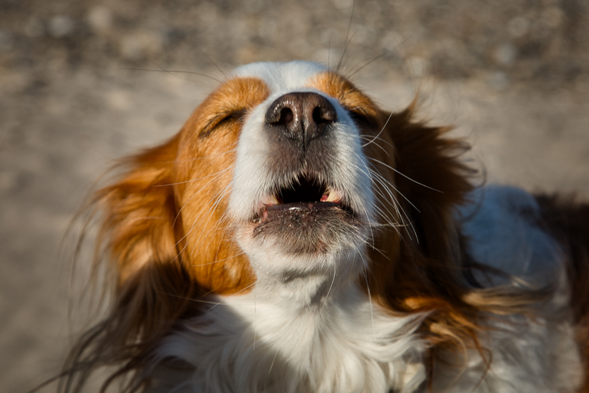 Urlaub mit Hund in Dänemark