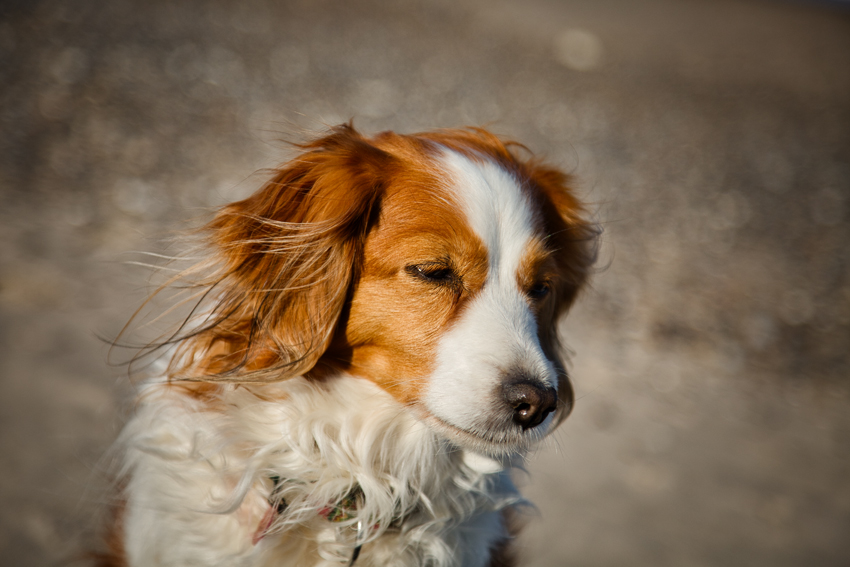 Urlaub mit Hund in Dänemark