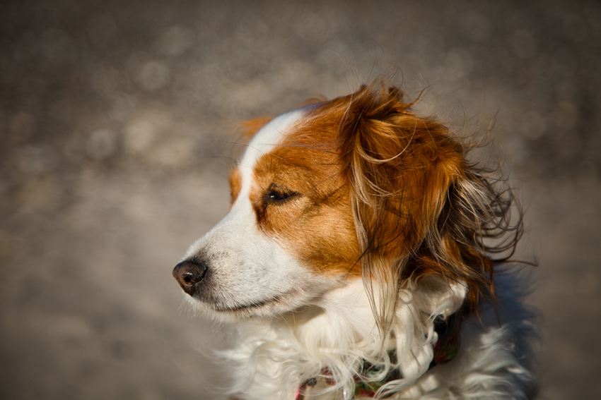 Urlaub mit Hund in Dänemark