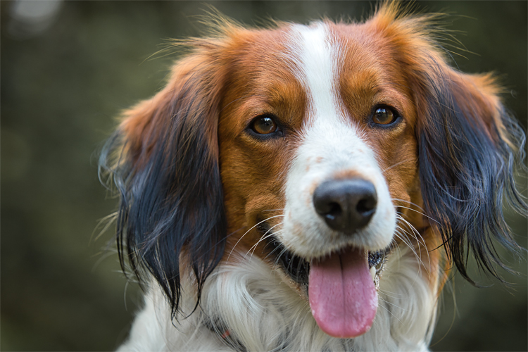 Kooikerhondje-aus-Langenhorn