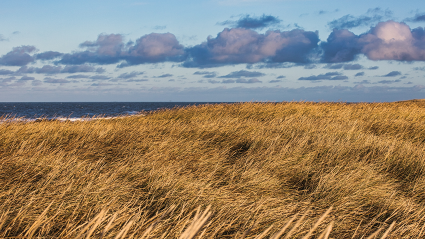 Urlaub mit Hund in Dänemark