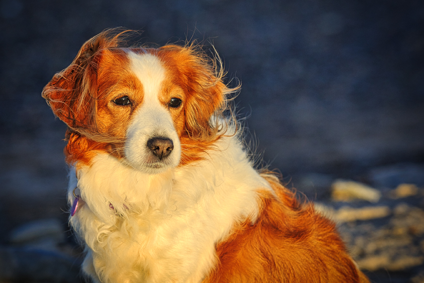 Urlaub mit Hund in Dänemark