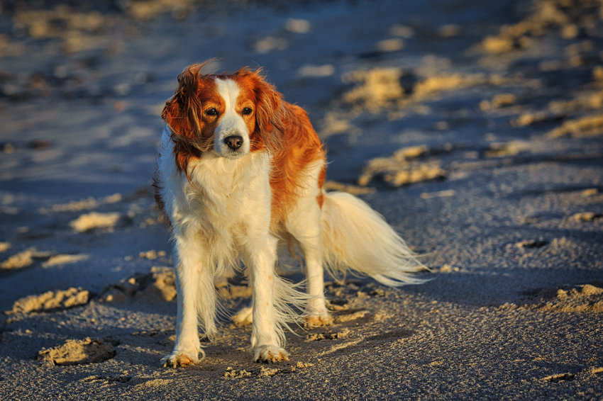 Urlaub mit Hund 2022