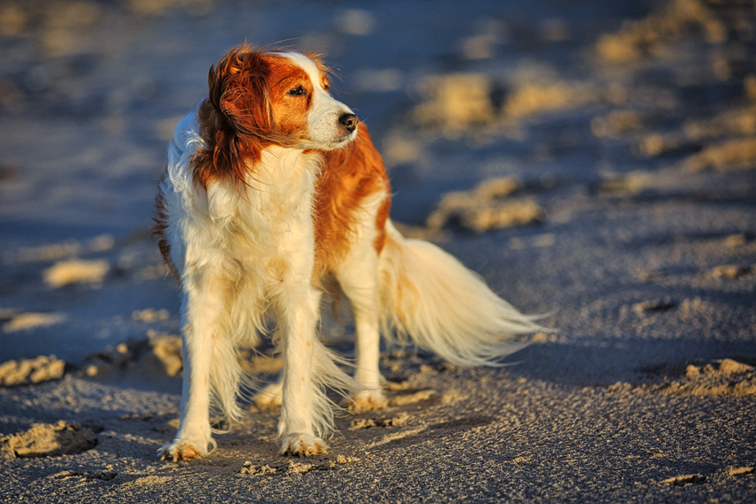 Urlaub mit Hund in Dänemark