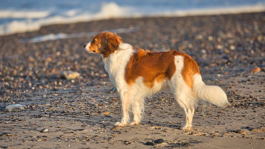 Urlaub mit Hund in Dänemark