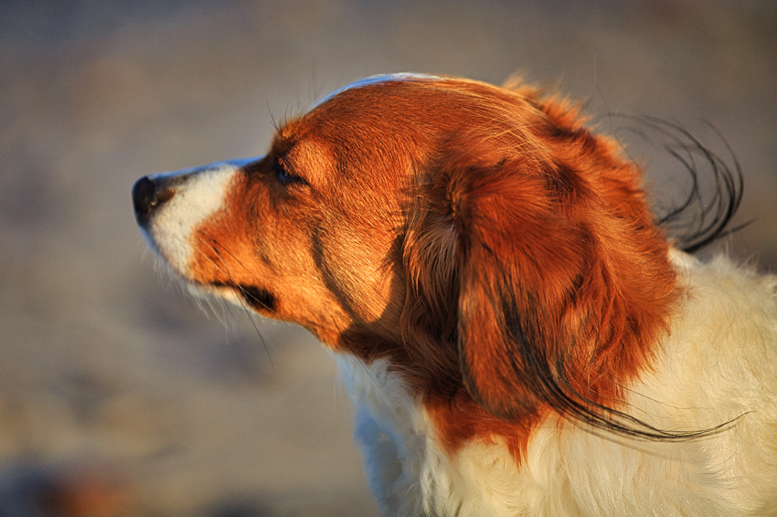 Urlaub mit Hund in Dänemark