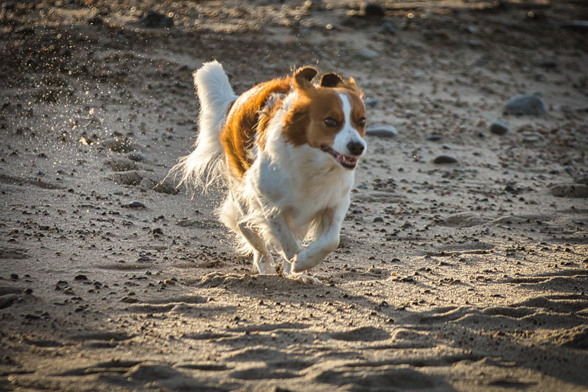 Urlaub mit Hund in Dänemark