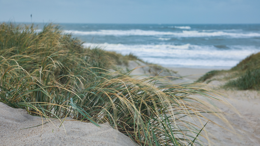 Urlaub mit Hund in Dänemark